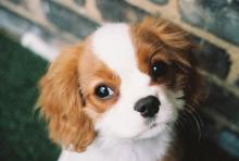 English Toy Spaniel - Cavalier King Charles - Puppy