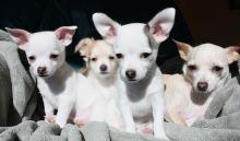 Chihuahua Family 