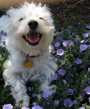 West Highland White Terrier - A Happy Westie
