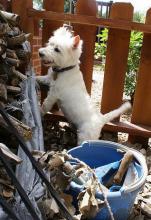 West Highland White Terrier - Yes, You Need a Secure Yard