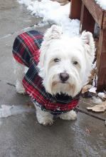 West Highland White Terrier - Looking Smart in Tartan