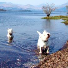 West Highland White Terrier - Playing in a Highland Loch