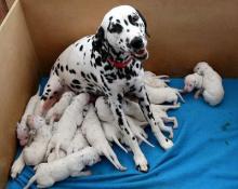 Dalmation - Litter - No Spots on Puppies yet