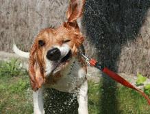 Beagle - Drying Off