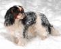 English Toy Spaniel - In the Snow