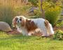 English Toy Spaniel - Cavalier King Charles in the Garden
