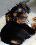 Best Pets - English Toy Spaniel