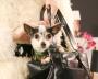 Chihuahua in Handbag