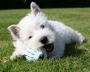 West Highland White Terrier - Westie Playing