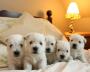 West Highland White Terrier - A Family Group of Westie Pups