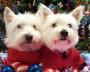 West Highland White Terrier - Looking Great at Christmas
