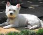 West Highland White Terrier - A Smashing Looking West Highland Terrier