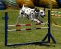 Dalmation - At Agility Competition