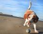 Beagle - Playing With A Ball
