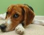 Beagle - In Contemplative Mood