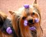 Yorkshire Terrier - Ready for the Show