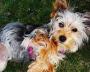 Yorkshire Terrier - Playing in the Garden
