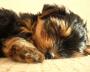 Yorkshire Terrier - Puppy having a Snooze