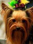 Best Pets - Yorkshire Terrier