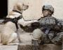 Labrador Retriever - Life as an Army Dog