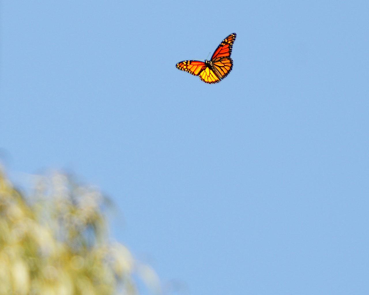 Natural Bridges Beach, California - Monarch Butterfly Wallpaper #4 1280 x 1024 
