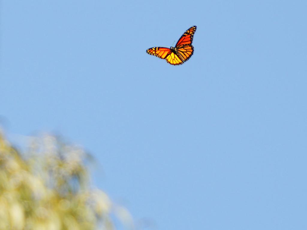Natural Bridges Beach, California - Monarch Butterfly Wallpaper #4 1024 x 768 