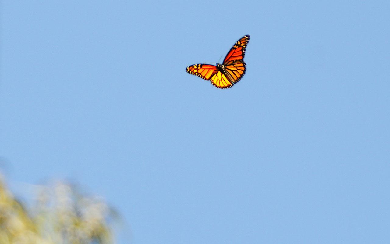 Natural Bridges Beach, California - Monarch Butterfly Wallpaper #4 1280 x 800 