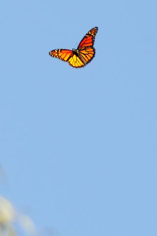Natural Bridges Beach, California - Monarch Butterfly Wallpaper #4 320 x 480 (iPhone/iTouch)