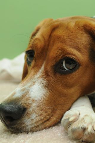 Beagle - In Contemplative Mood Wallpaper #4 320 x 480 (iPhone/iTouch)