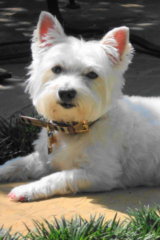 West Highland White Terrier - A Smashing Looking West Highland Terrier Wallpaper #4 320 x 480 (iPhone/iTouch)