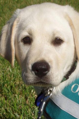 Lab Pup Training to be a Guide Dog Wallpaper #3 320 x 480 (iPhone/iTouch)
