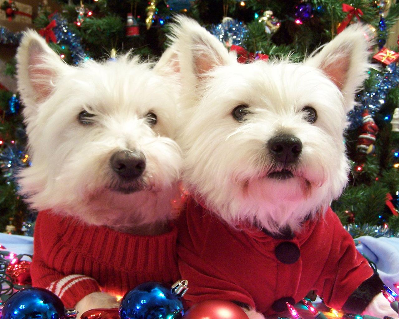 West Highland White Terrier - Looking Great at Christmas Wallpaper #3 1280 x 1024 