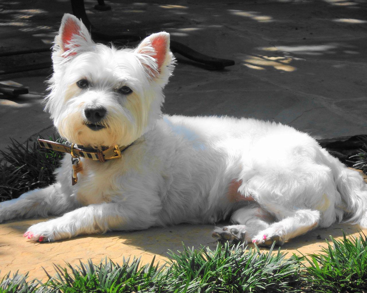 West Highland White Terrier - A Smashing Looking West Highland Terrier Wallpaper #4 1280 x 1024 