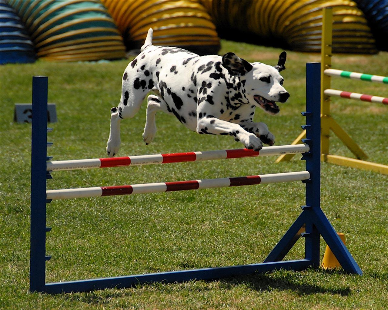 Dalmation - At Agility Competition Wallpaper #1 1280 x 1024 