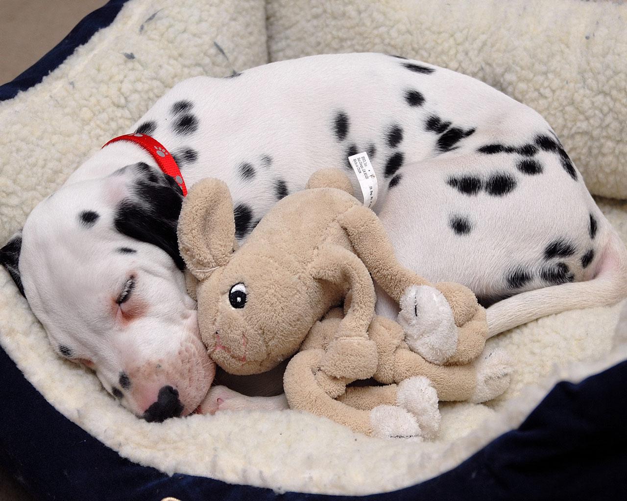 Dalmation - Puppy with Favorite Toy Wallpaper #3 1280 x 1024 