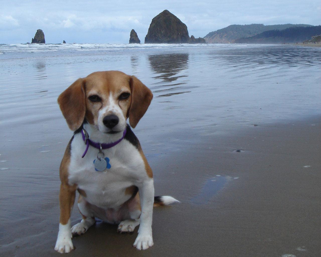 Beagle - At Cannon Beach, Oregon Wallpaper #2 1280 x 1024 