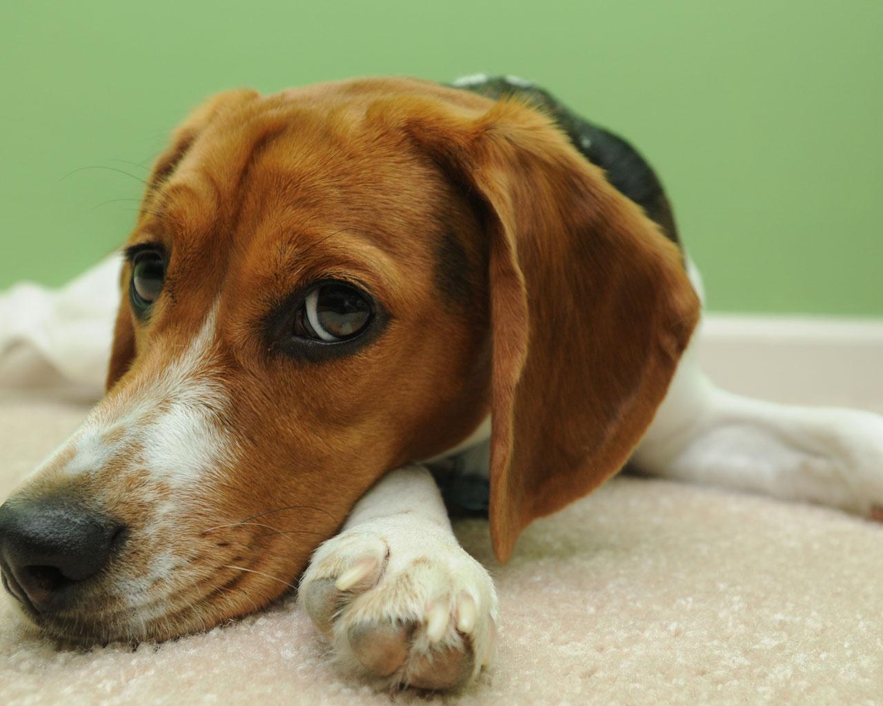 Beagle - In Contemplative Mood Wallpaper #4 1280 x 1024 