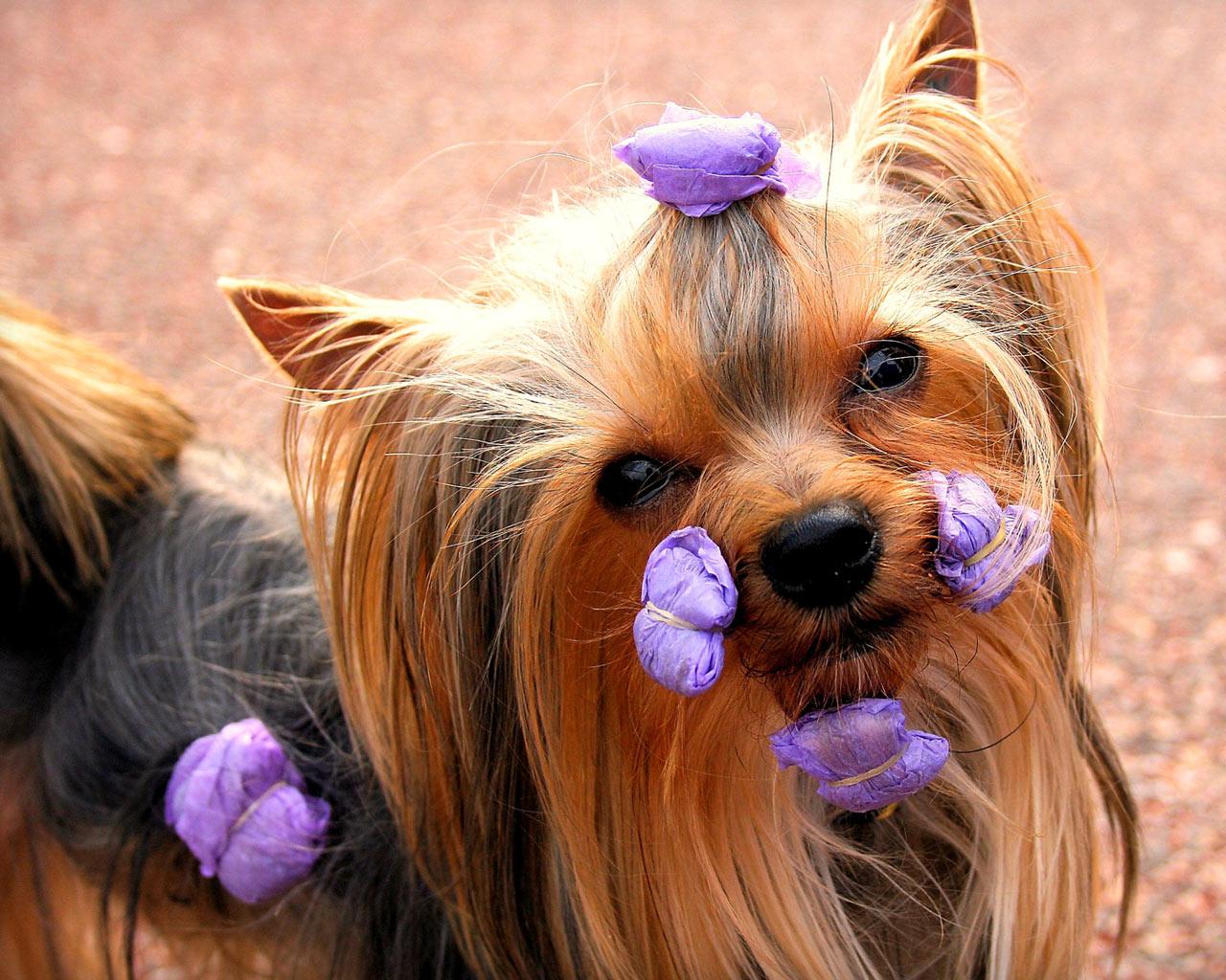 Yorkshire Terrier - Ready for the Show Wallpaper #1 1280 x 1024 
