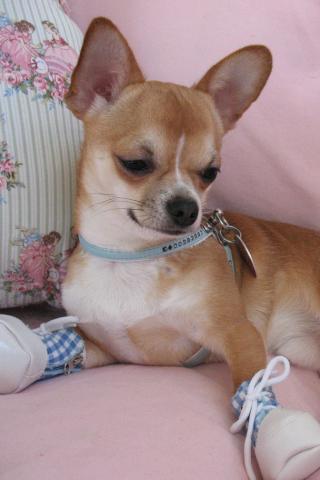 Chihuahua with Booties Wallpaper #1 320 x 480 (iPhone/iTouch)