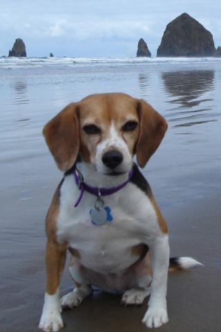 Beagle - At Cannon Beach, Oregon Wallpaper #2 320 x 480 (iPhone/iTouch)