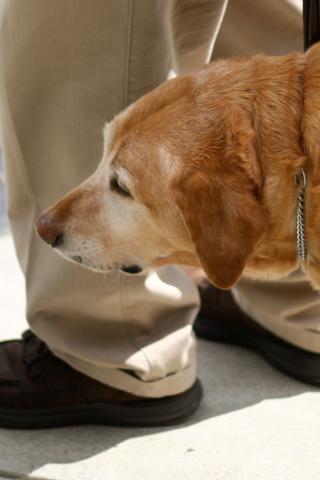 Golden Retriever - Masterful Guide Dogs Wallpaper #2 320 x 480 (iPhone/iTouch)
