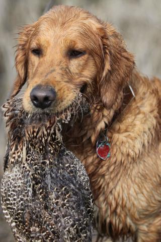 Golden Retriever - Retrieving Wildfowl at the Hunt Wallpaper #4 320 x 480 (iPhone/iTouch)