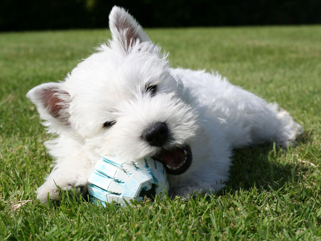 West Highland White Terrier - Westie Playing Wallpaper #1 1024 x 768 