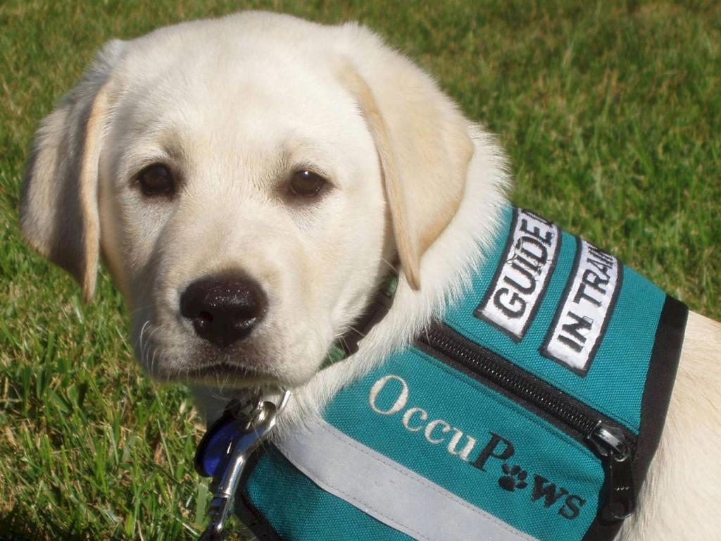 Lab Pup Training to be a Guide Dog Wallpaper #3 1024 x 768 
