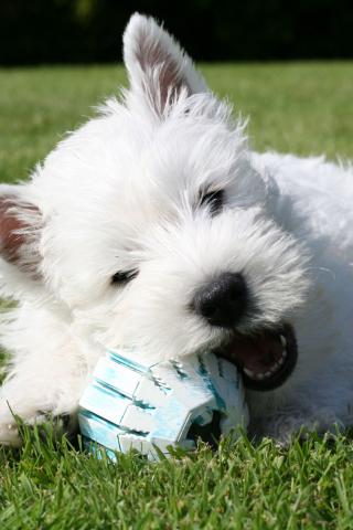 West Highland White Terrier - Westie Playing Wallpaper #1 320 x 480 (iPhone/iTouch)