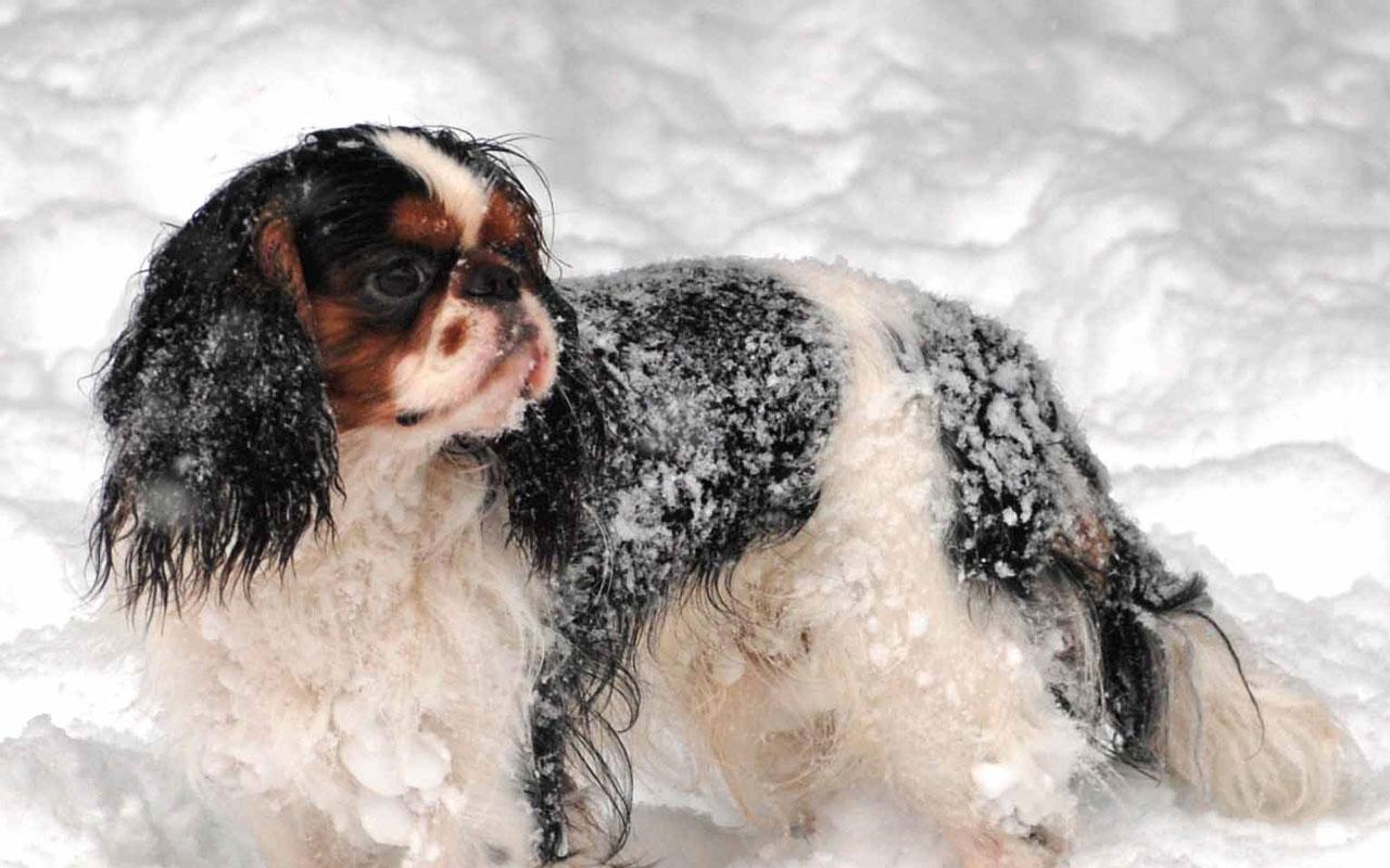 English Toy Spaniel - In the Snow Wallpaper #1 1280 x 800 
