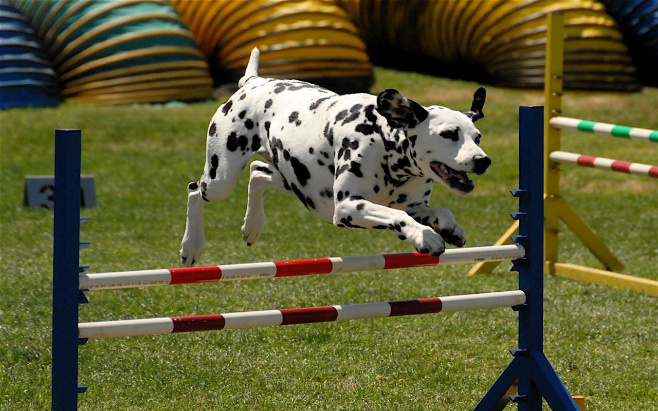 Dalmation - At Agility Competition Wallpaper #1 1280 x 800 
