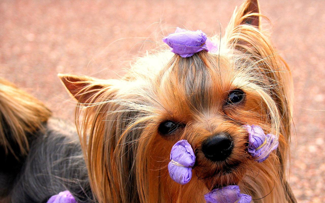 Yorkshire Terrier - Ready for the Show Wallpaper #1 1280 x 800 