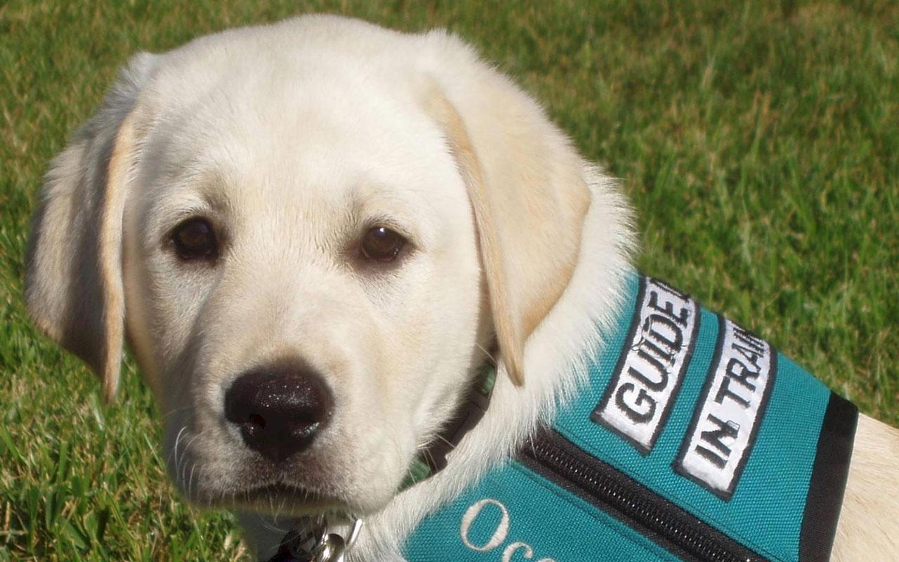 Lab Pup Training to be a Guide Dog Wallpaper #3 1280 x 800 