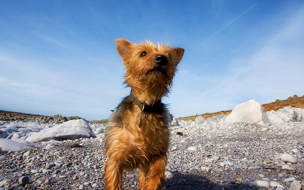 Chihuahua at Beach Wallpaper #3 1280 x 800 